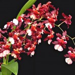 Oncidium Jairak Fragrance-Flowering Size